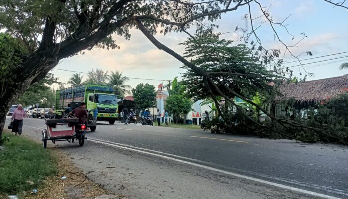 Dahan Pohon Trembesi Patah Ke Badan Jalan Lintas Sumatera