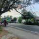 Dahan pohon trembesi patah dan membentang ke badan jalan lintas nasional Banda Aceh-Medan, tepatnya didepan Puskesmas Kuta Malaka, Gampong Lam Ara Cut, Kecamatan Kuta Malaka, Aceh Besar, Kamis (8/2). (Waspada/Ist)