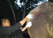 Gajah Liar Terluka Di Aceh Timur