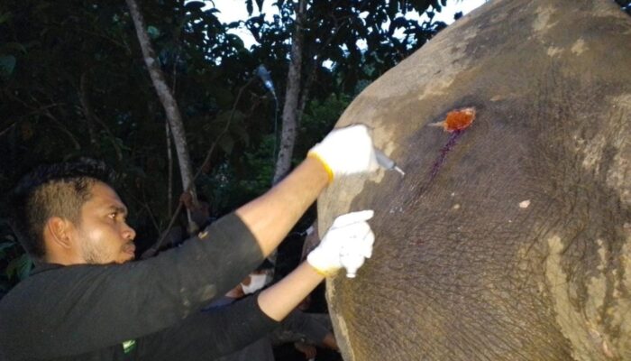 Gajah Liar Terluka Di Aceh Timur