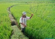 Potensi Produksi Beras Januari – April 2024 Turun 2,28 Juta Ton