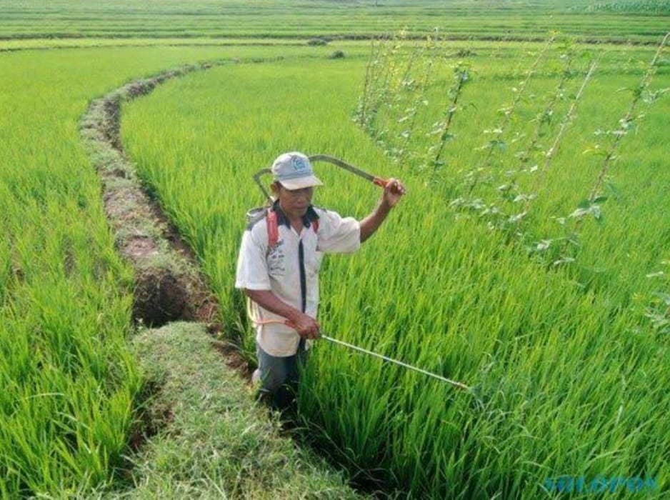 Potensi Produksi Beras Januari - April 2024 Turun 2,28 Juta Ton