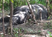Warga Temukan Seekor Gajah Mati Di Nagan