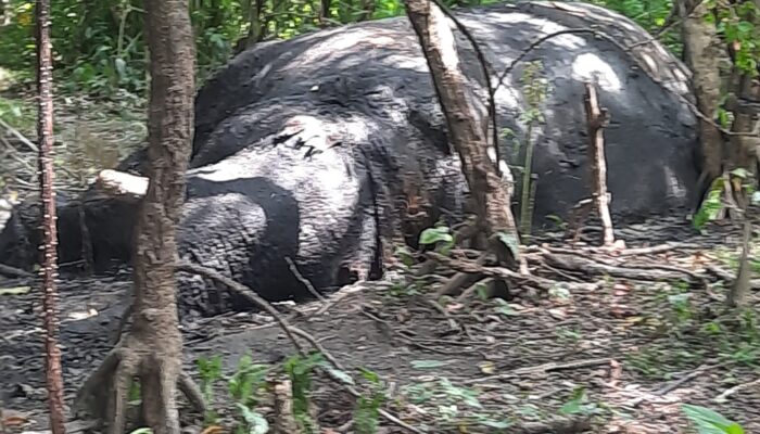 Warga Temukan Seekor Gajah Mati Di Nagan