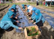 Pengurus PKK Aceh Besar Tanam Cabai Di Kajhu