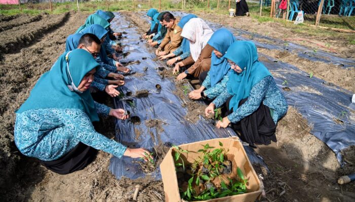 Pengurus PKK Aceh Besar Tanam Cabai Di Kajhu