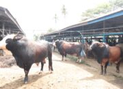 Jelang Meugang Ramadan, Transaksi Pasar Hewan Sibreh Masih Sepi