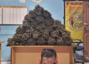 Bawa Ganja 25 Kg, Warga Aceh Utara Dibekuk Polisi Di Takengon
