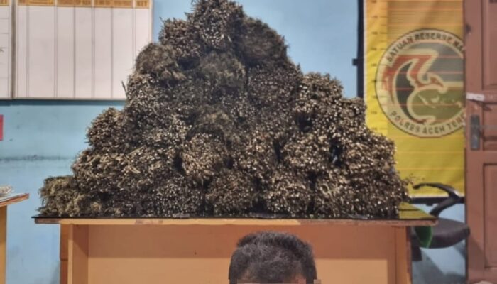 Bawa Ganja 25 Kg, Warga Aceh Utara Dibekuk Polisi Di Takengon