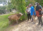 Pj Bupati Berikan 2 Ekor Sapi Untuk PWI Aceh Tamiang