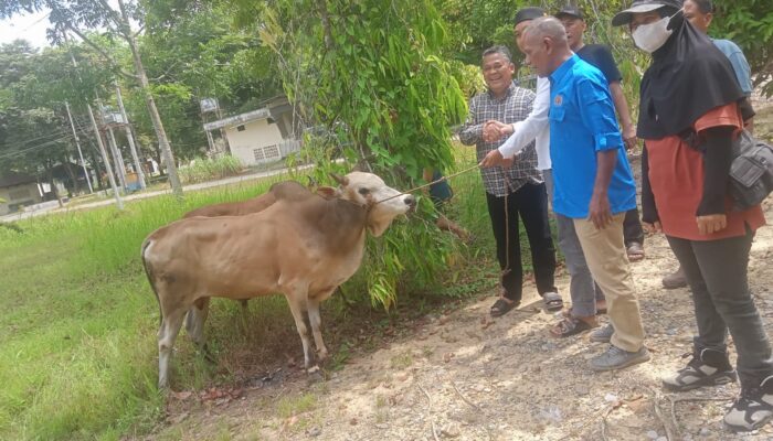 Pj Bupati Berikan 2 Ekor Sapi Untuk PWI Aceh Tamiang