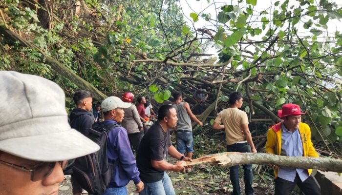 Pohon Tumbang Di Jalinsum P. SIantar – Parapat, Akses Jalan Macet Total