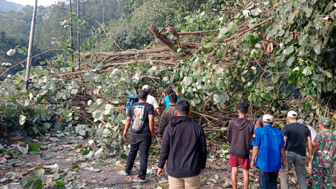 Polres Simalungun Gercep Atasi Pohon Tumbang, Akses P.Siantar - Parapat Kembali Lancar