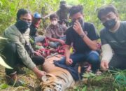 BKSDA Lumpuhkan Seekor Harimau Lewat Tembakan Bius