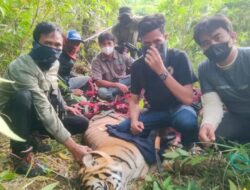 BKSDA Lumpuhkan Seekor Harimau Lewat Tembakan Bius