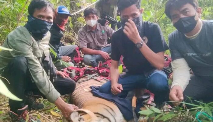 BKSDA Lumpuhkan Seekor Harimau Lewat Tembakan Bius
