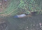 Mayat Ditemukan Warga Terapung Di Dalam Kolam