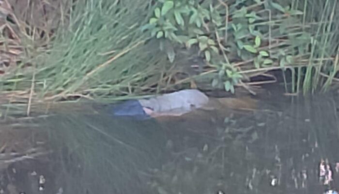 Mayat Ditemukan Warga Terapung Di Dalam Kolam