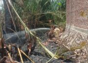 Lahan Rumbia Terbakar Di Bayu