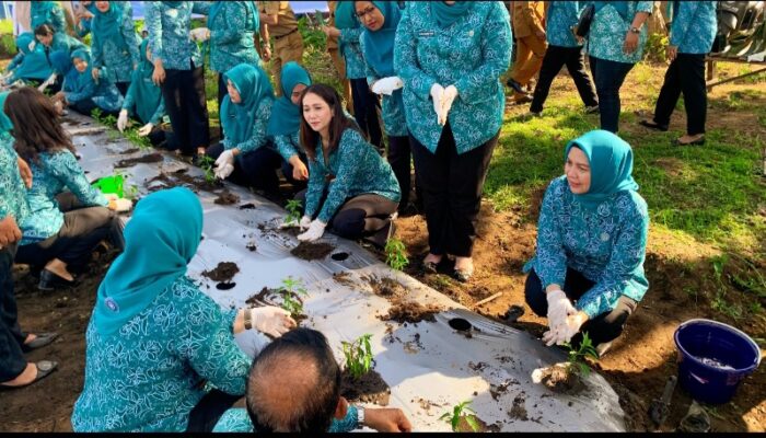 Memperingati HKG PKK Ke-52, TP PKK Kota Medan Ikut Lakukan Penanaman Cabai Secara Virtual