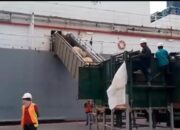 Jelang Idul Fitri 1445 H, 6000 Ekor Sapi Australia Tiba Di Belawan