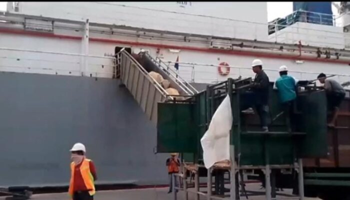 Jelang Idul Fitri 1445 H, 6000 Ekor Sapi Australia Tiba Di Belawan