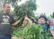 Ngabuburit Asik Di Kebun Kelengkeng Puangphet Bangun Purba
