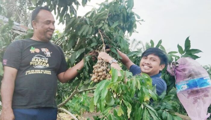 Ngabuburit Asik Di Kebun Kelengkeng Puangphet Bangun Purba