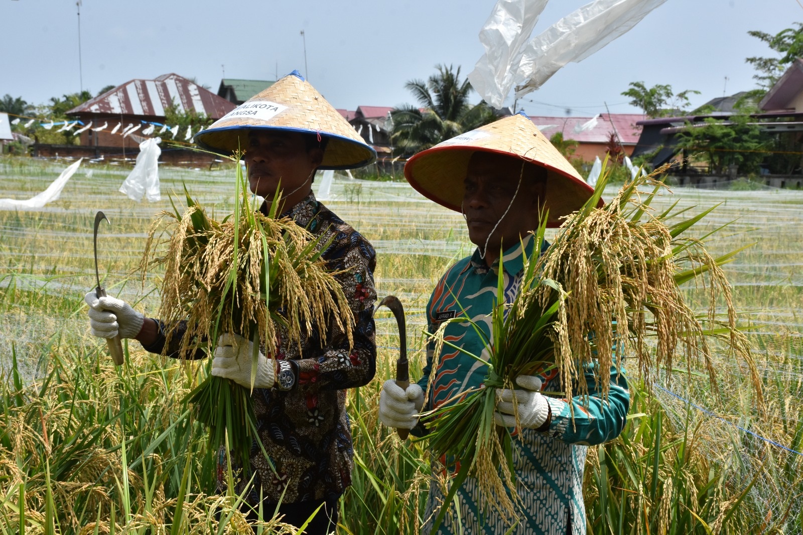 Pj Wali Kota Langsa Panen Padi Perdana