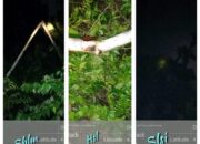 2.140 KK Gelap, PLN: Ada Pohon Pinang Tumbang