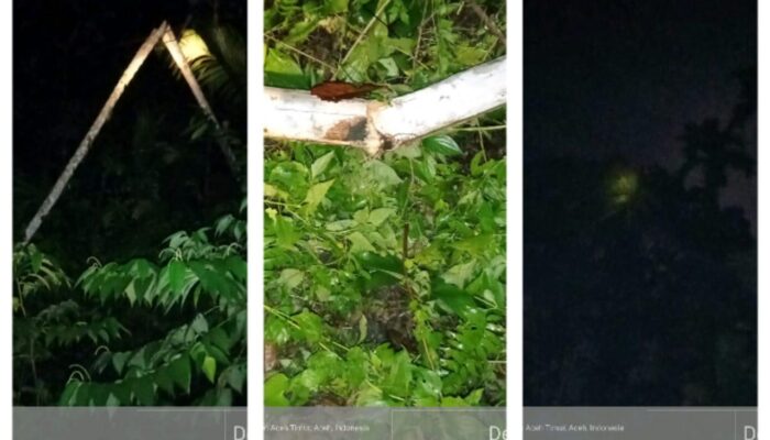 2.140 KK Gelap, PLN: Ada Pohon Pinang Tumbang