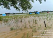 Ratusan Hektar Sawah Di Bonda Kase Terancam Gagal Panen