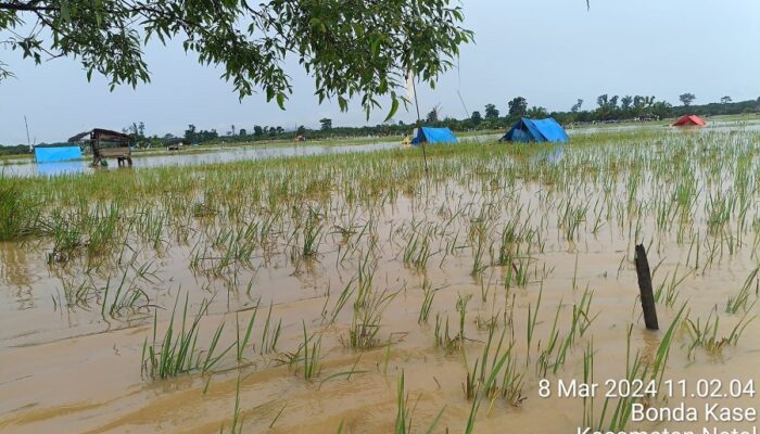 Ratusan Hektar Sawah Di Bonda Kase Terancam Gagal Panen