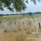 Ratusan hektar persawahan di Desa Bonda Kase Kecamatan Natal terancam gagal panen akibat rendaman banjir. Waspada/Ist