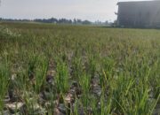 Kontraktor Lokal Segera Rampungkan Bendung Krueng Aceh Utara