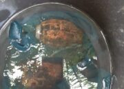 2 Granat Nanas Ditemukan Di Jembatan Naga Kesiangan