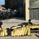 Pedagang merapikan timun suri untuk dijual ke pembeli Pasar Takjil Kota Idi, Aceh Timur, Selasa (19/3). Waspada/H.Muhammad Ishak