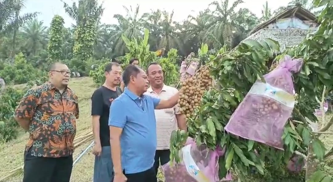 Bupati Sergai H. Darma Wijaya saat memetik Kelengkeng Puangphet didampingi Pemilik Muhammad Yahya Saragih. (Waspada/ist).