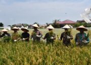 Pj Wali Kota Langsa Panen Padi Perdana