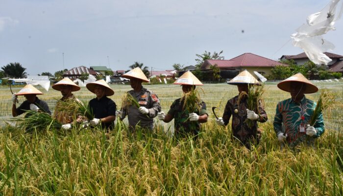 Pj Wali Kota Langsa Panen Padi Perdana