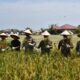 Pj Wali Kota Langsa, Syaridin didampingi Geuchik Gampong Matang Seulimeng, Jufriadi saat melakukan panen padi perdana sebagai program ketahanan pangan Gampong Matang Seulimeng, Kecamatan Langsa Barat, Kamis (20/3). Waspada/Rapian.