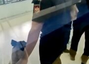 Penumpang Protes BC Kerahkan Anjing Pelacak Di Pelabuhan