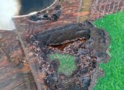 Rumah Ketua PA Aceh Timur Diteror Bom Molotov