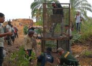 Si ‘Belang ‘Kembali Serang Warga Sei Lepan 