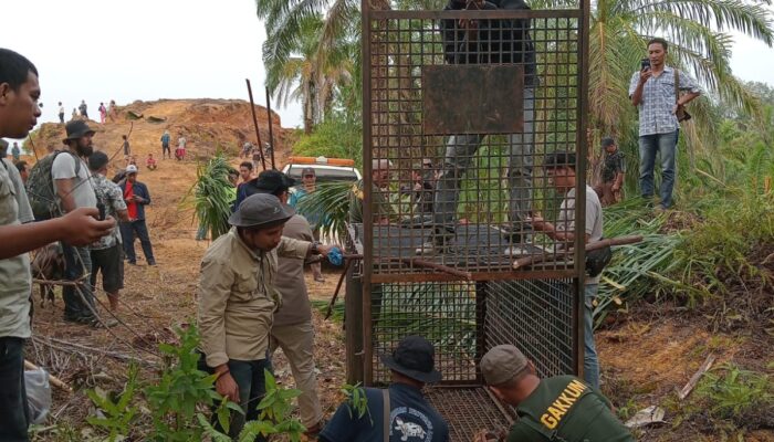 Si ‘Belang ‘Kembali Serang Warga Sei Lepan 