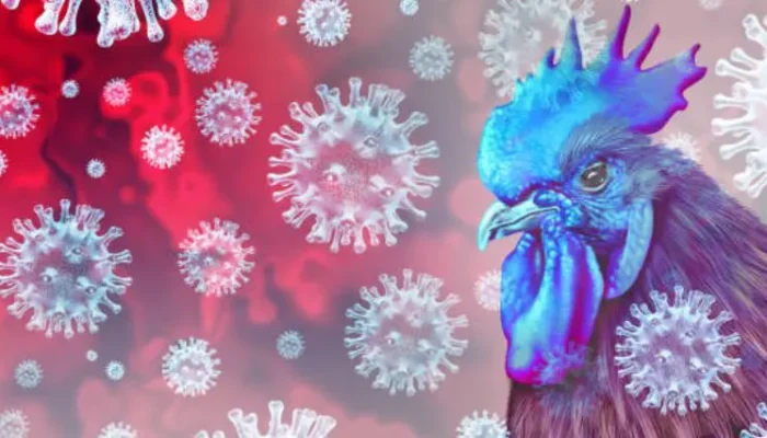 Sumut Zero Kasus Flu Burung Singapura