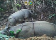 Terekam Kamera Jebak, Diduga Anak Baru Satu Individu Badak Jawa, Di Ujung Kulon