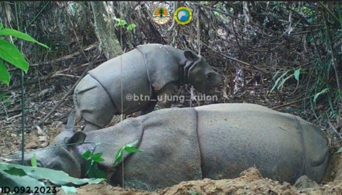 Terekam Kamera Jebak, Diduga Anak Baru Satu Individu Badak Jawa, Di Ujung Kulon