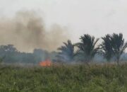 Kemarau, Lahan Kosong Mulai Terbakar Di Aceh Timur