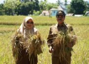 Kadistan Aceh Besar Panen Raya Padi Di Teureubeh Jantho